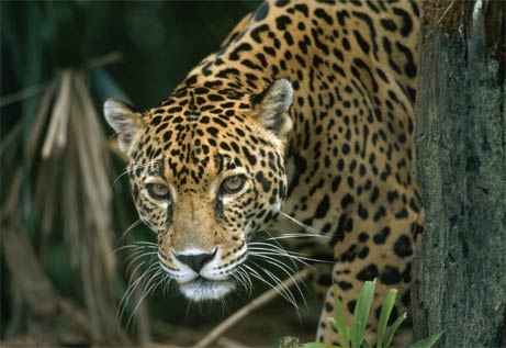 expose sur le jaguar